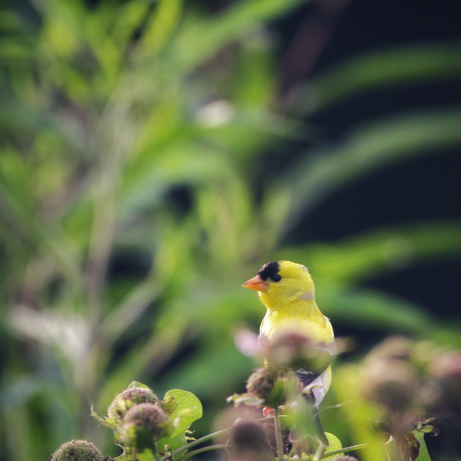A male American Goldfinch pauses on a wild bergamot plant as he's eating seeds